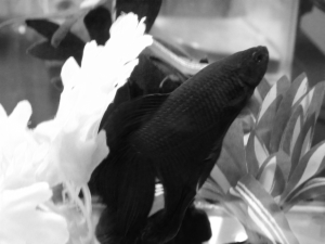 WiFi the Fish